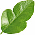 Bergamot leaf